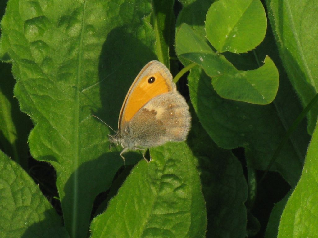 Coenonympha...?  C. pamphilus