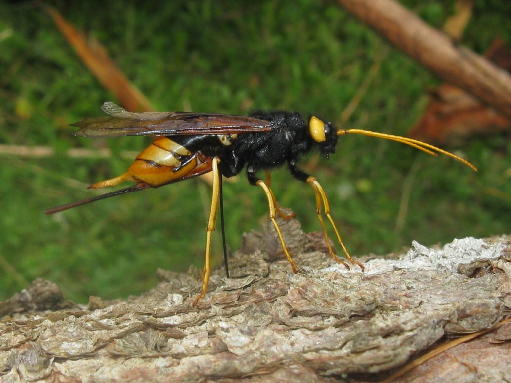 Siricidae: femmina di Urocerus gigas