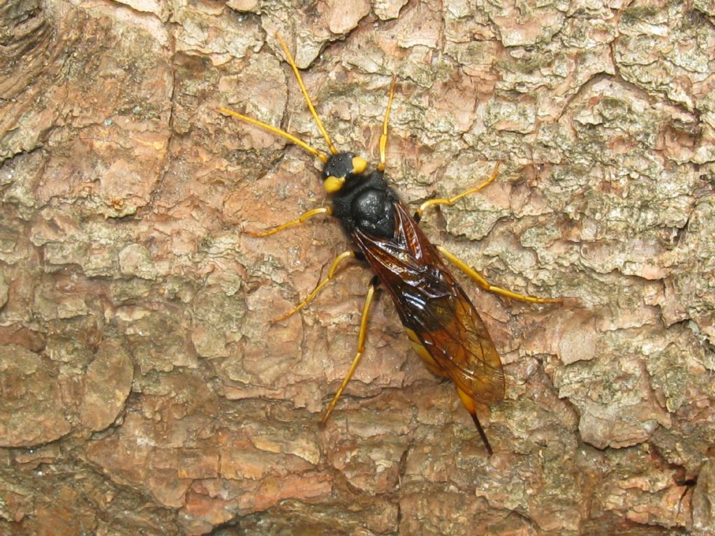 Siricidae: femmina di Urocerus gigas