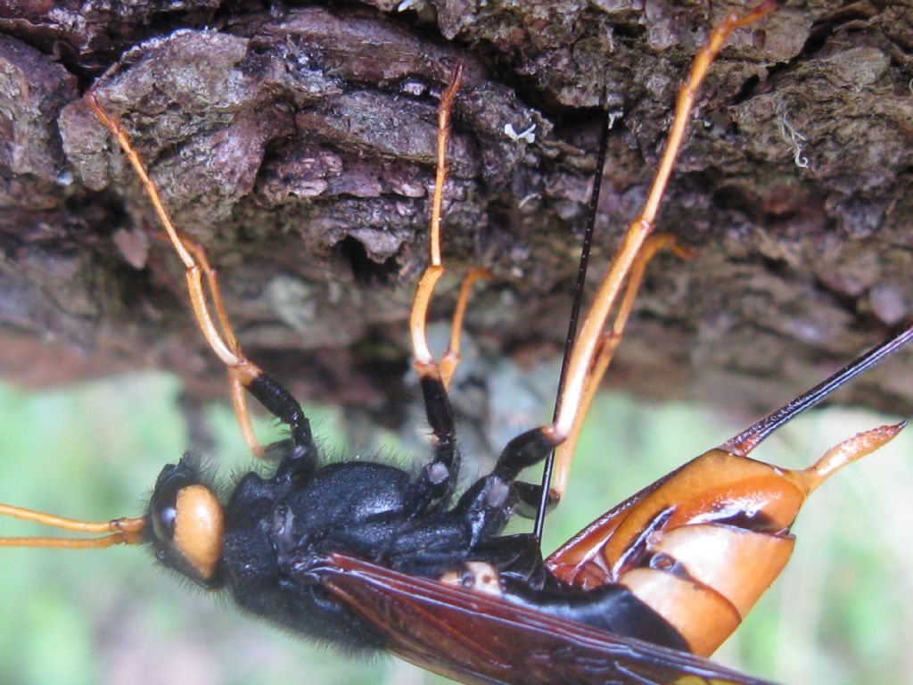 Siricidae: femmina di Urocerus gigas