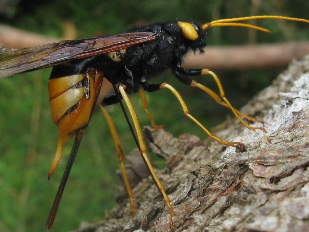 Siricidae: femmina di Urocerus gigas