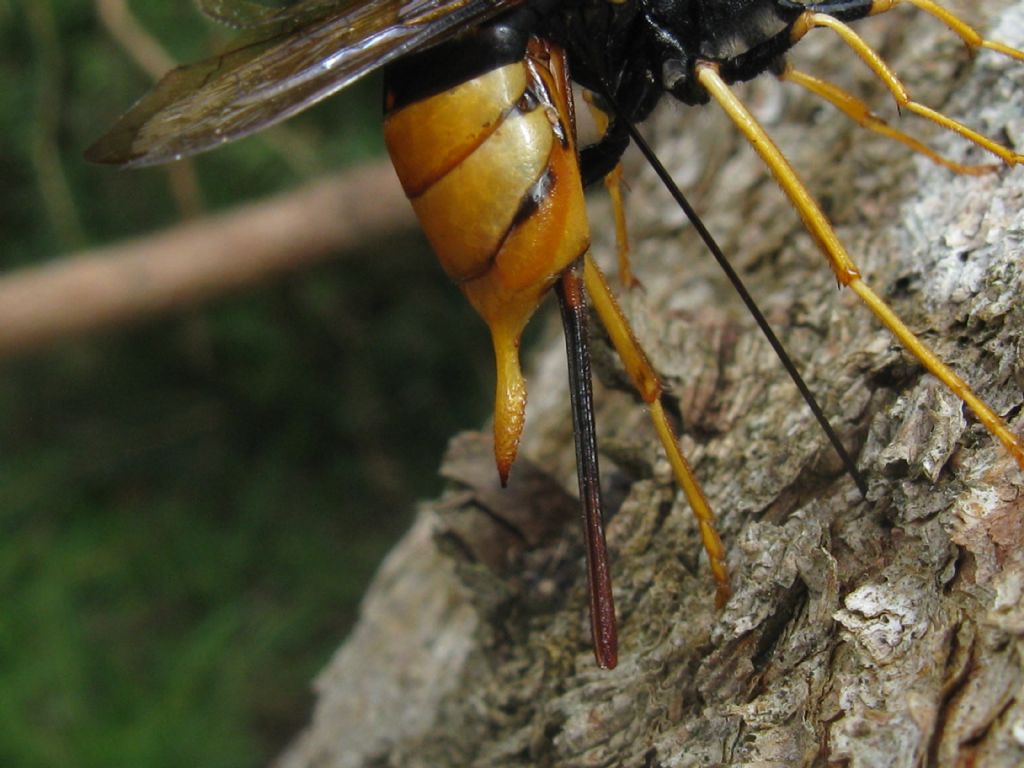 Siricidae: femmina di Urocerus gigas
