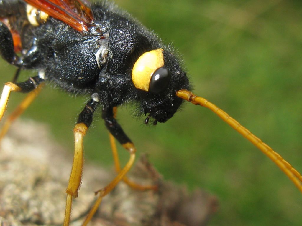 Siricidae: femmina di Urocerus gigas