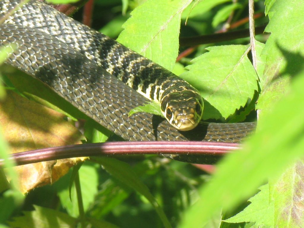 Hierophis viridiflavus, biacco di Monza