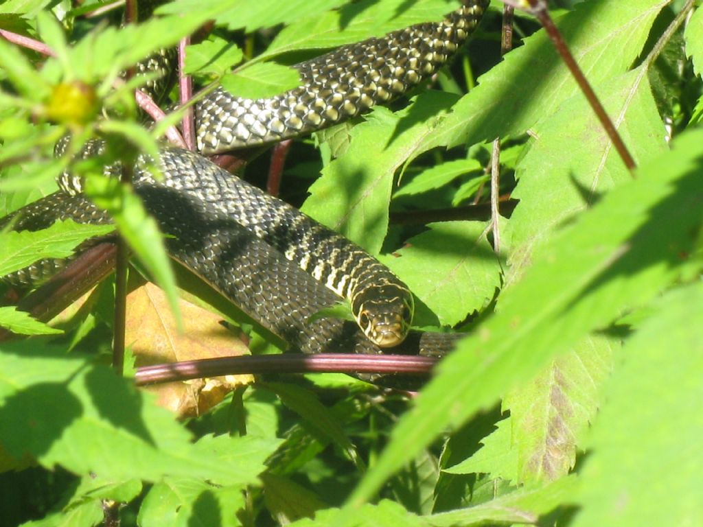 Hierophis viridiflavus, biacco di Monza