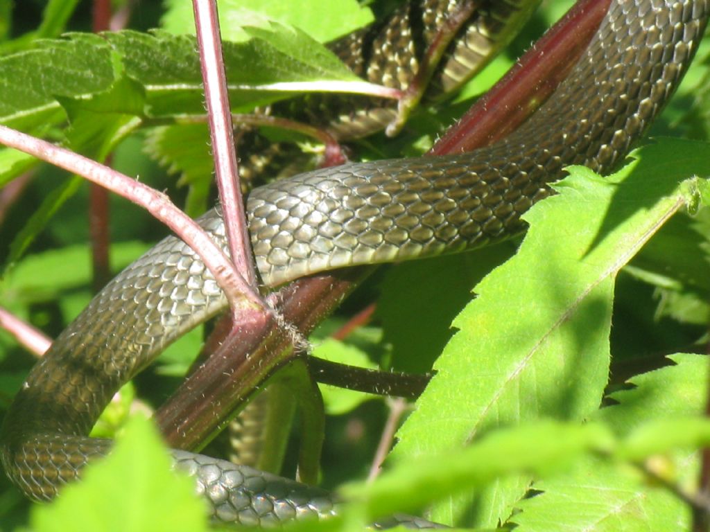 Hierophis viridiflavus, biacco di Monza