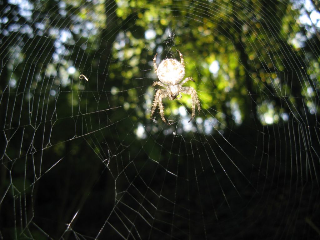 Araneus...? No, Neoscona subfusca  - Imbersago (LC)