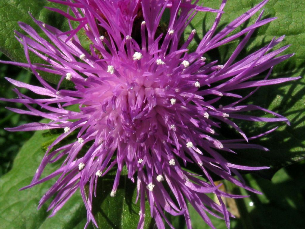 Centaurea nigrescens / Fiordaliso nerastro