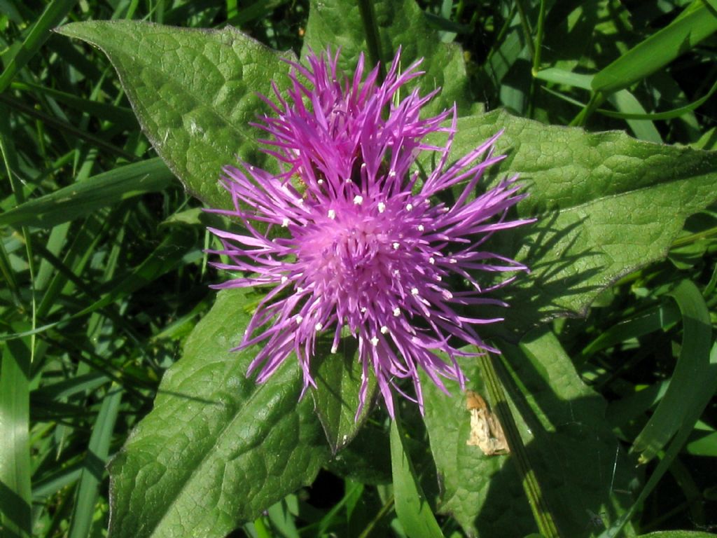 Centaurea nigrescens / Fiordaliso nerastro