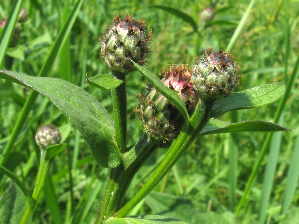 Centaurea nigrescens / Fiordaliso nerastro