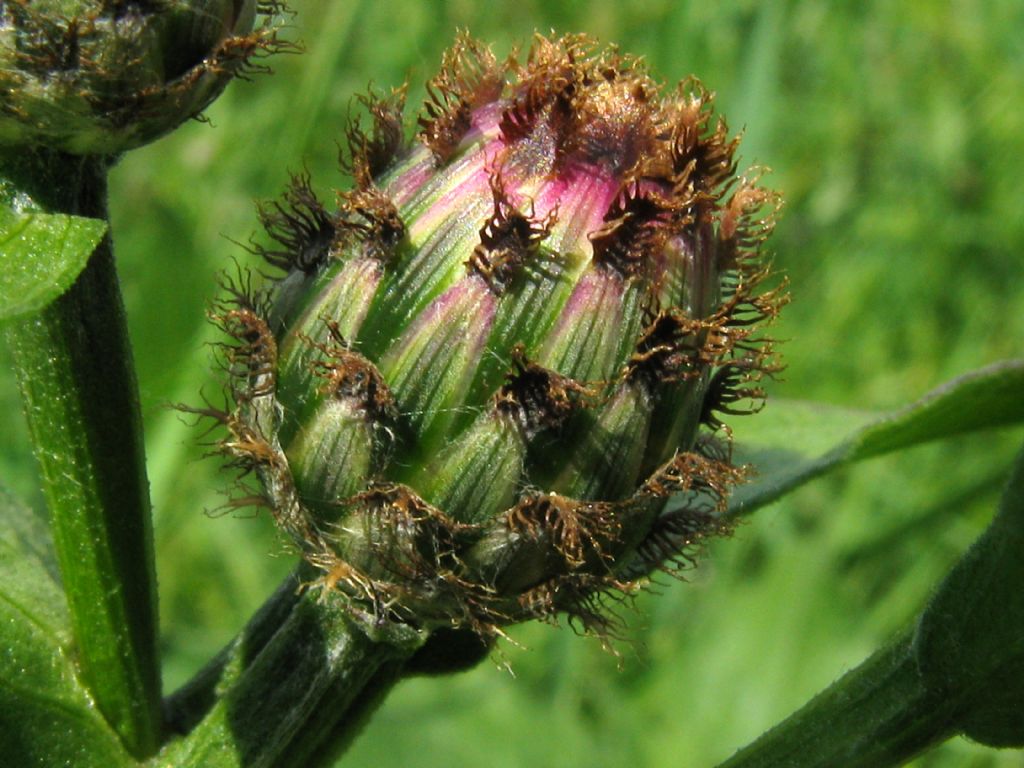 Centaurea nigrescens / Fiordaliso nerastro