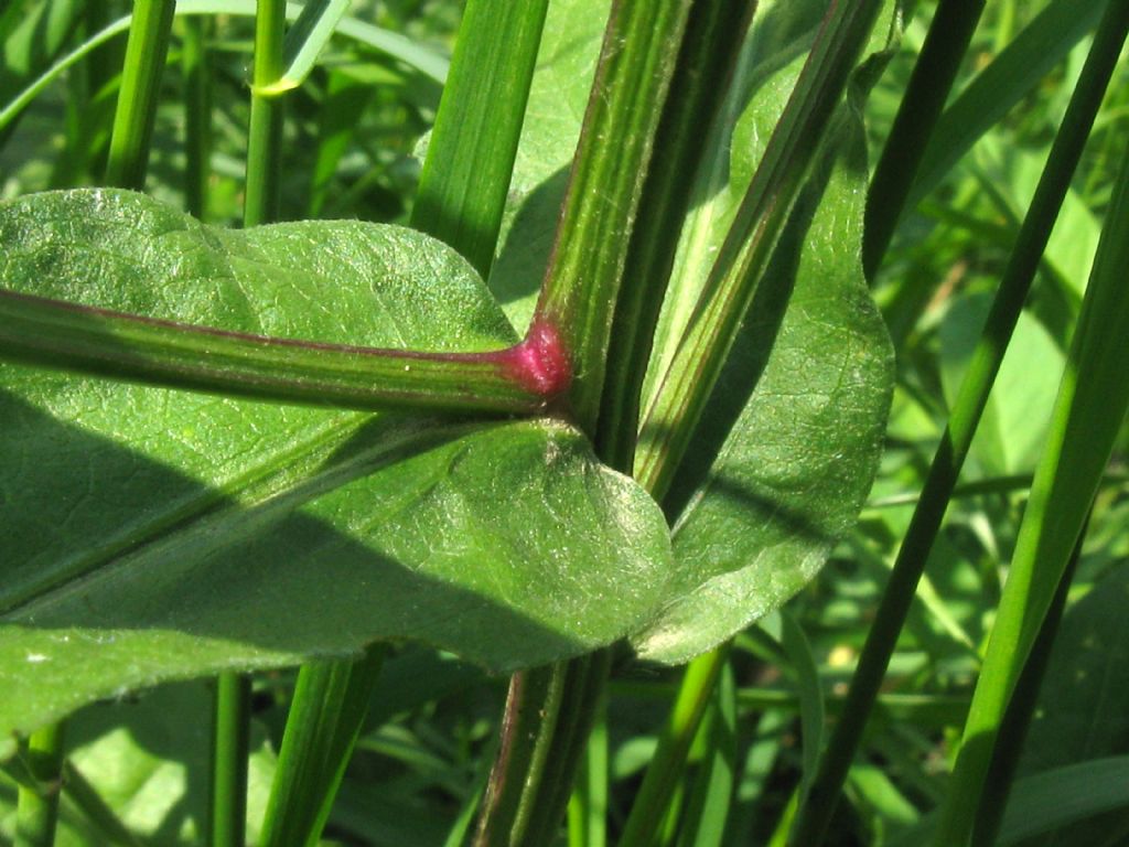 Centaurea nigrescens / Fiordaliso nerastro