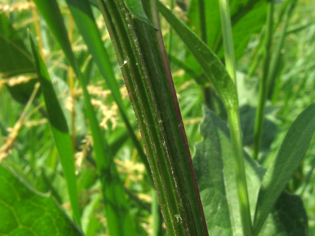 Centaurea nigrescens / Fiordaliso nerastro