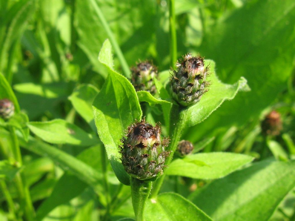 Centaurea...?  Centaurea nigiscens