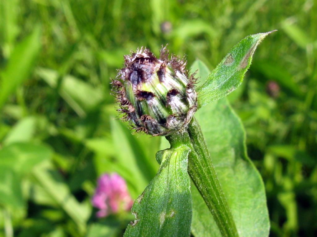 Centaurea...?  Centaurea nigiscens