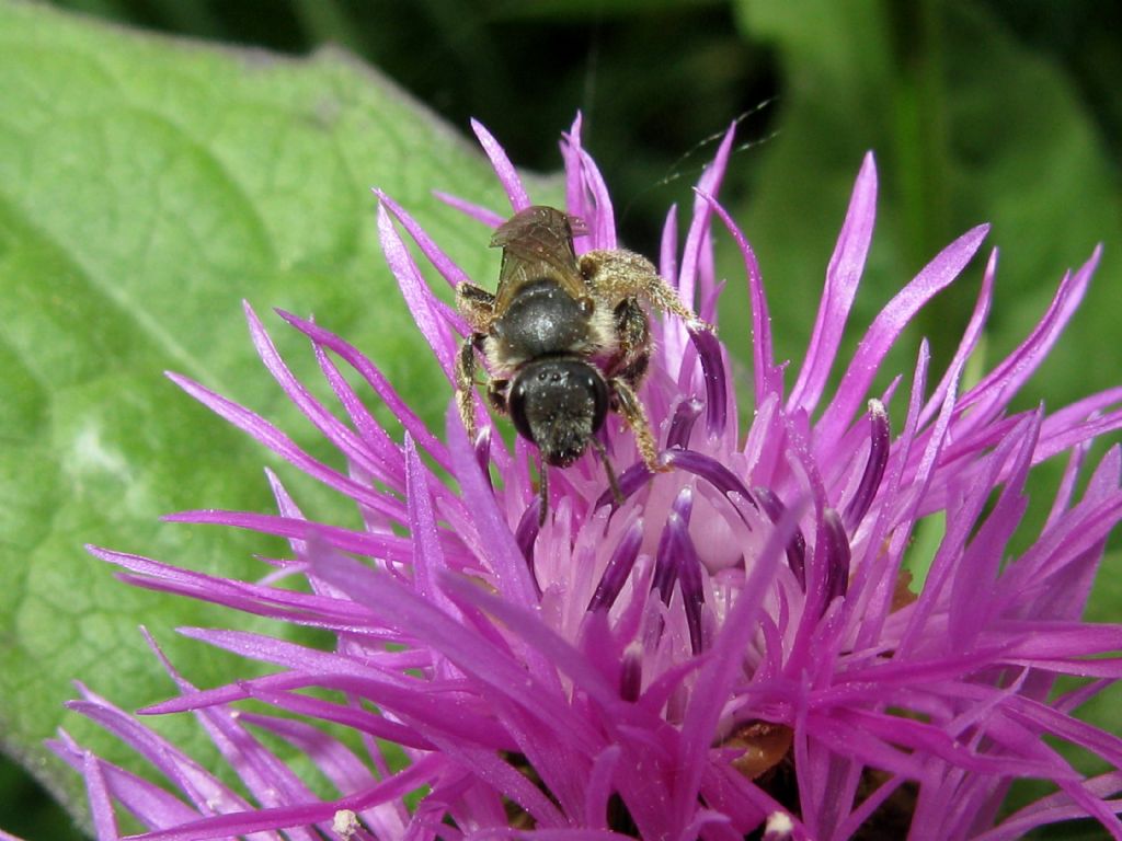 Apidae...?  Apidae Halictinae: Halictus sp. o Lasioglossum sp., femmina