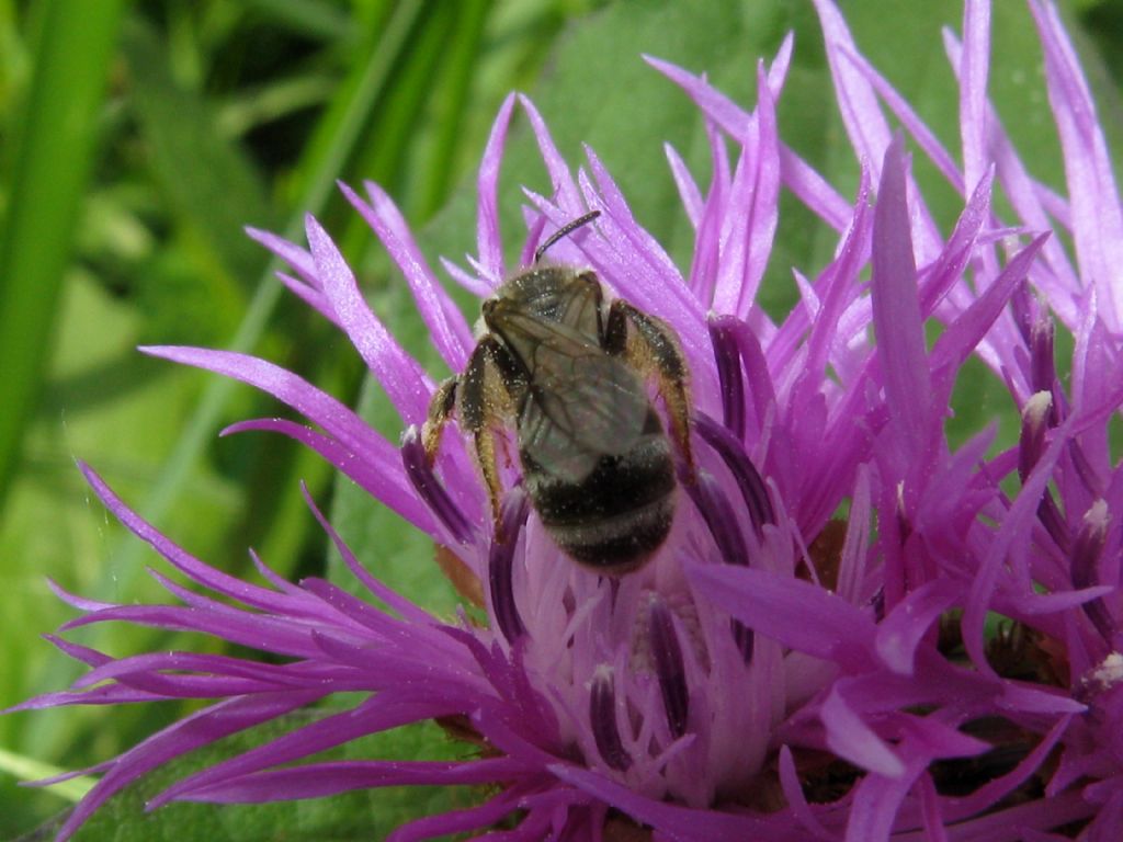 Apidae...?  Apidae Halictinae: Halictus sp. o Lasioglossum sp., femmina