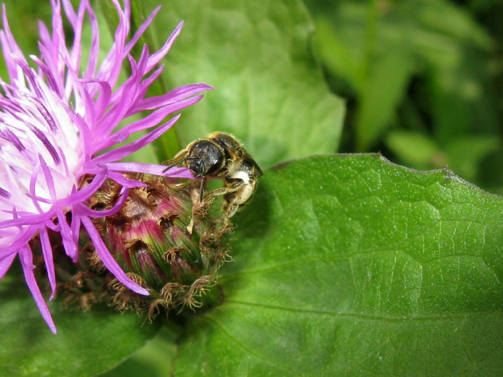 Apidae...?  Apidae Halictinae: Halictus sp. o Lasioglossum sp., femmina