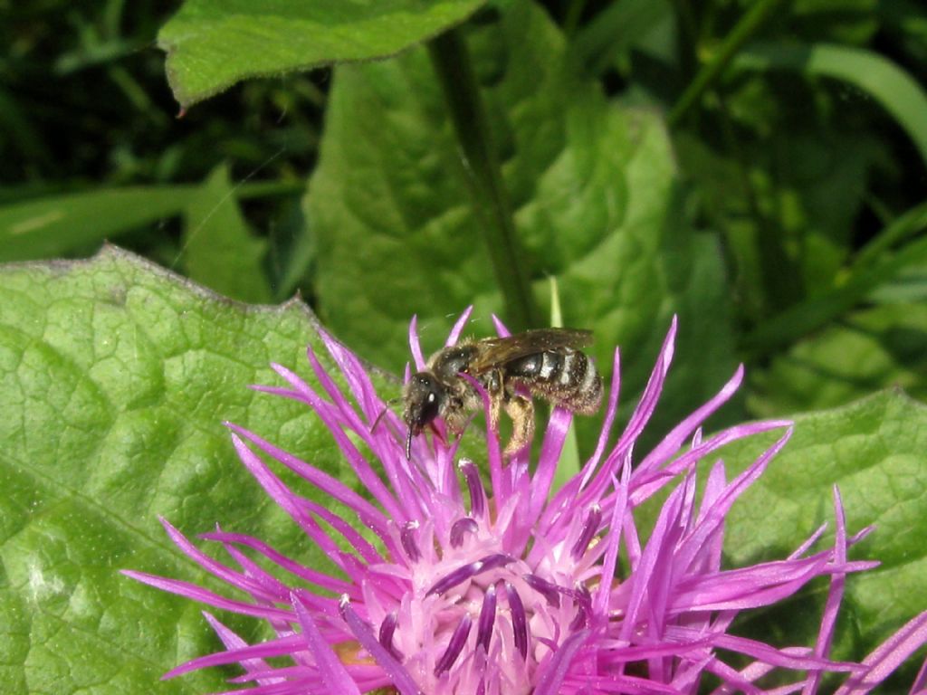 Apidae...?  Apidae Halictinae: Halictus sp. o Lasioglossum sp., femmina