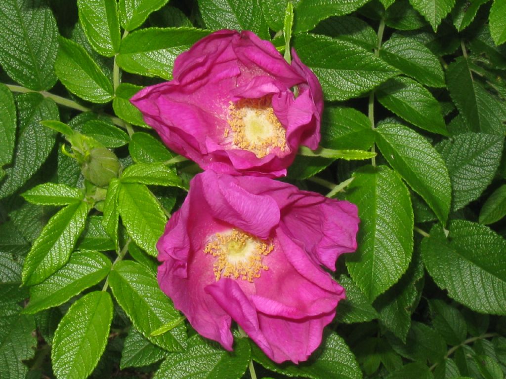 Rosa rugosa / Rosa rugosa