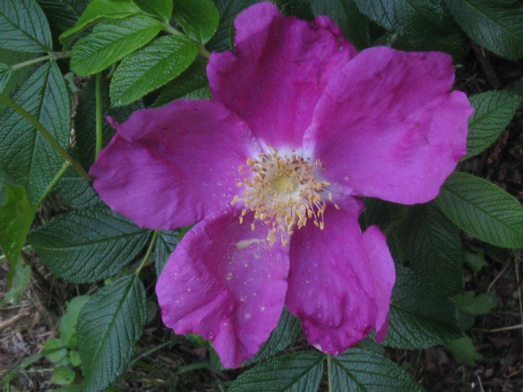 Rosa rugosa / Rosa rugosa