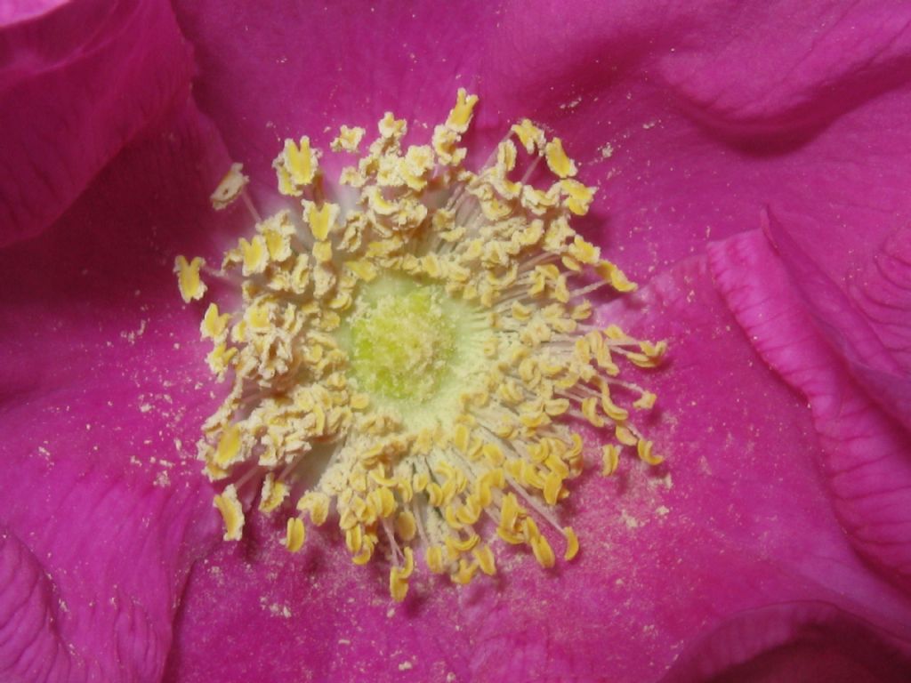 Rosa rugosa / Rosa rugosa