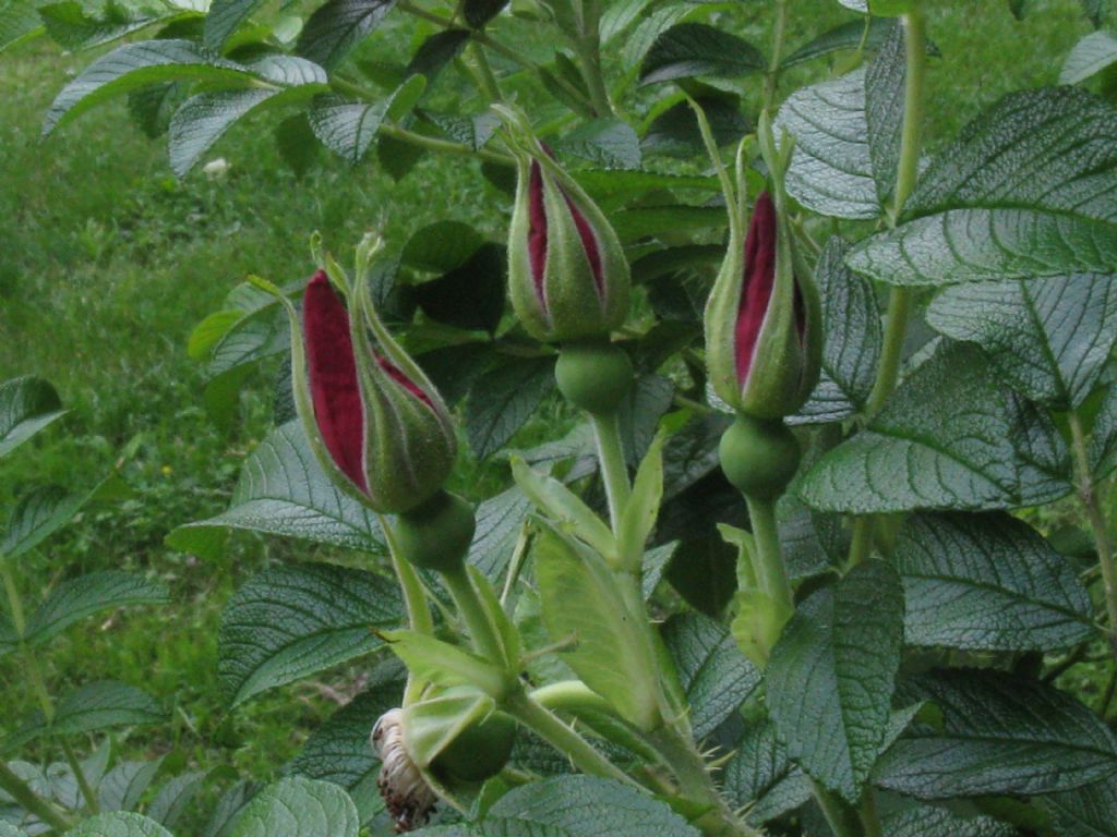 Rosa rugosa / Rosa rugosa