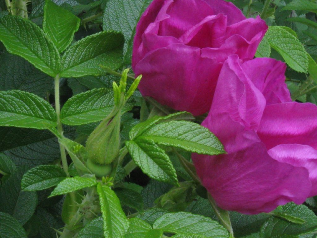 Rosa rugosa / Rosa rugosa