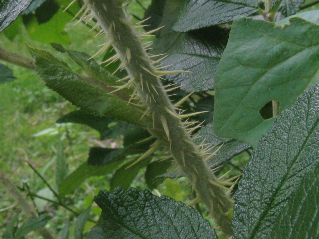 Rosa rugosa / Rosa rugosa