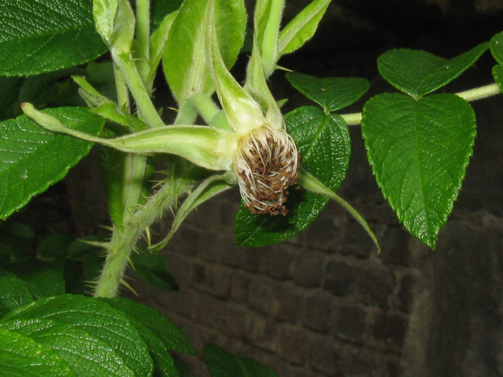 Rosa rugosa / Rosa rugosa