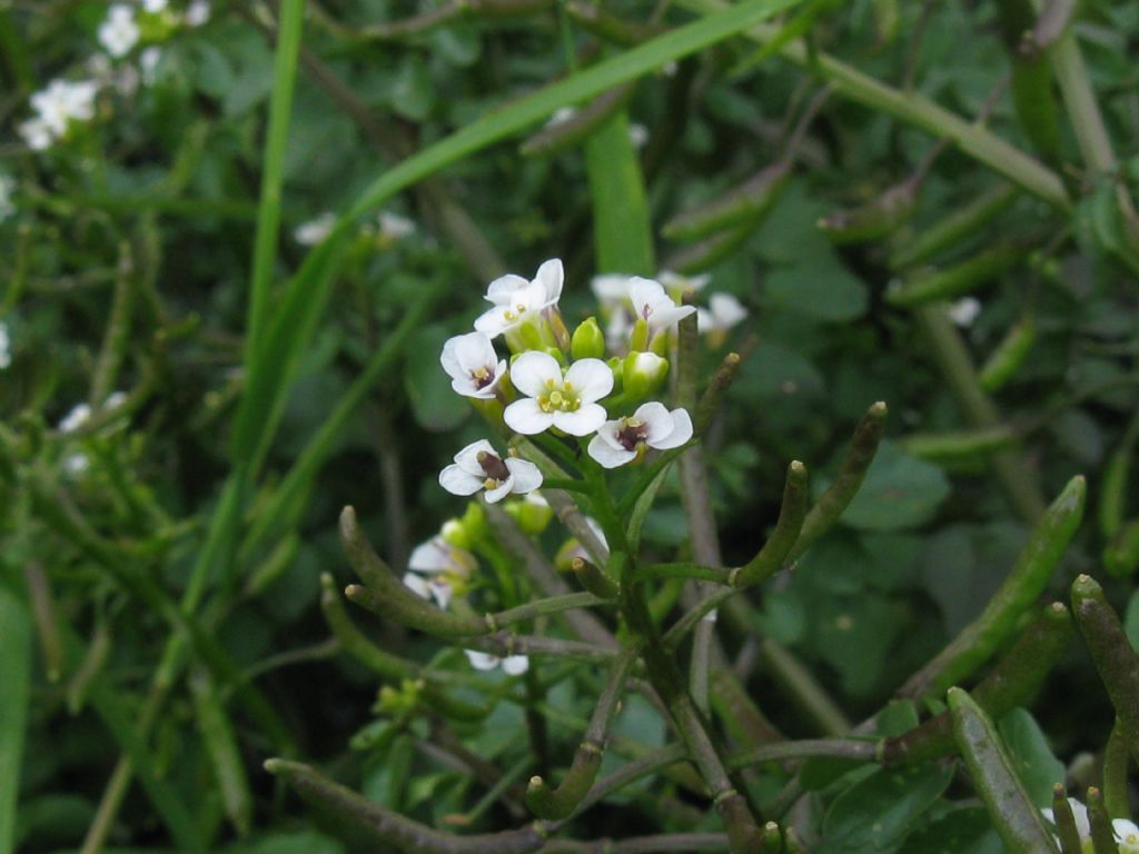 Nasturtium officinale