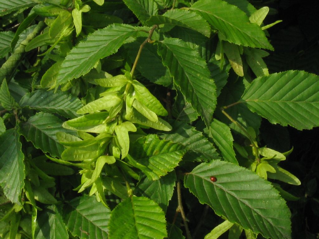 Carpinus betulus