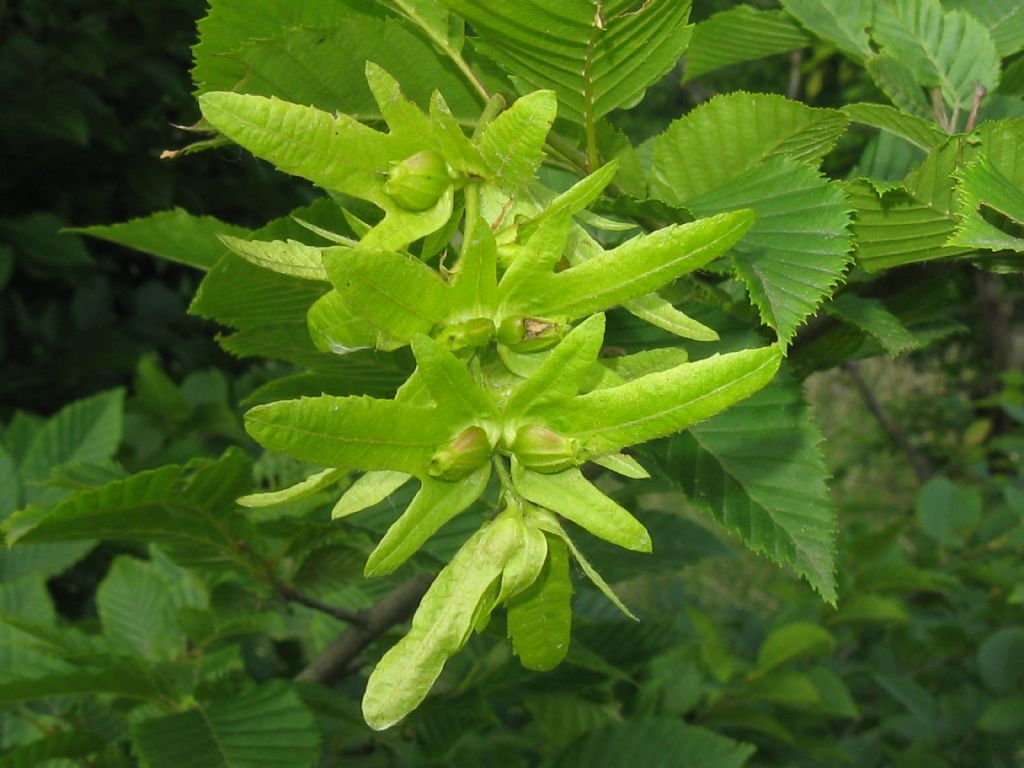 Carpinus betulus