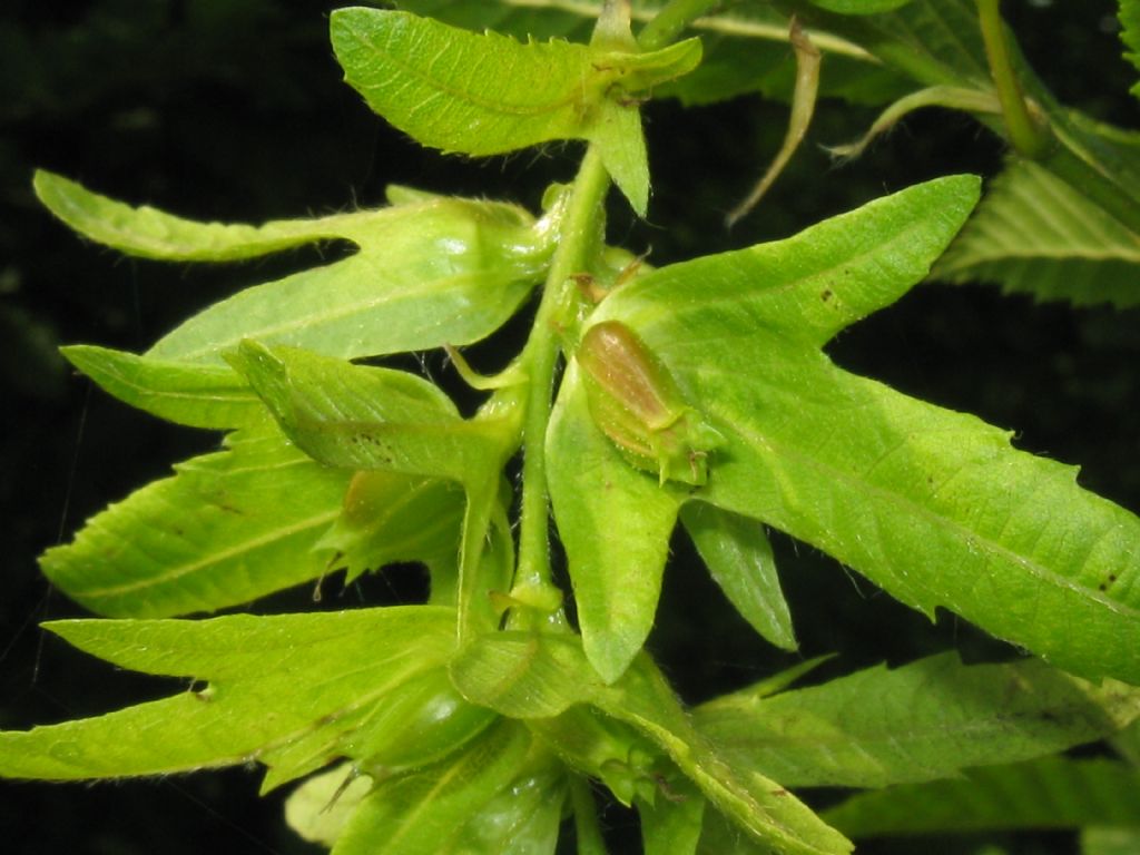 Carpinus betulus