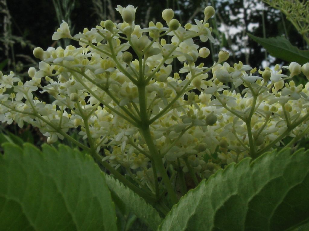 Sambucus nigra (Adoxaceae)