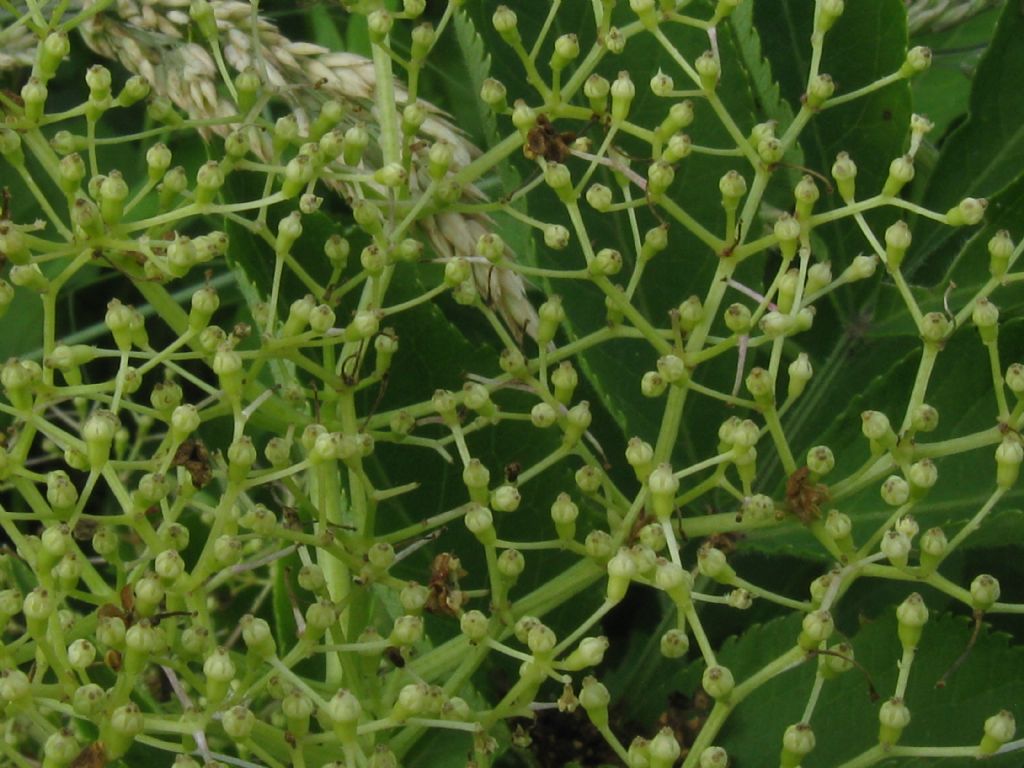 Sambucus nigra (Adoxaceae)