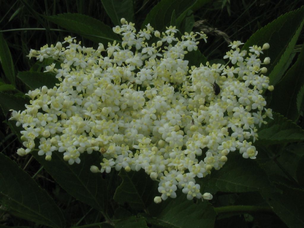 Sambucus nigra (Adoxaceae)