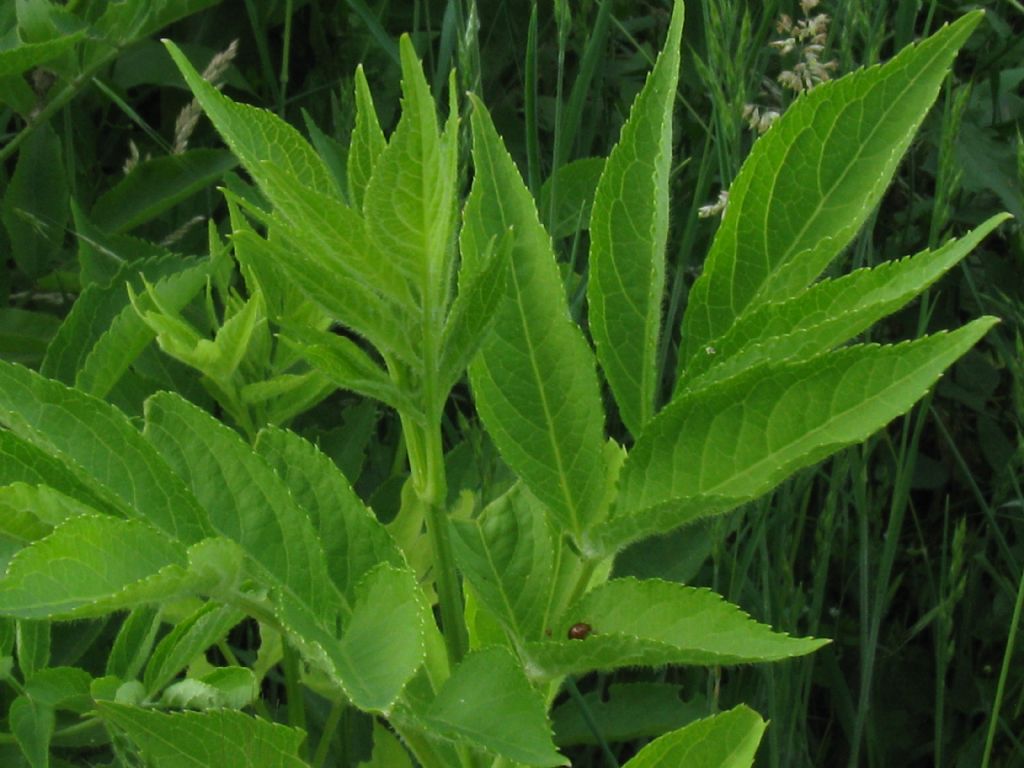 Sambucus nigra (Adoxaceae)