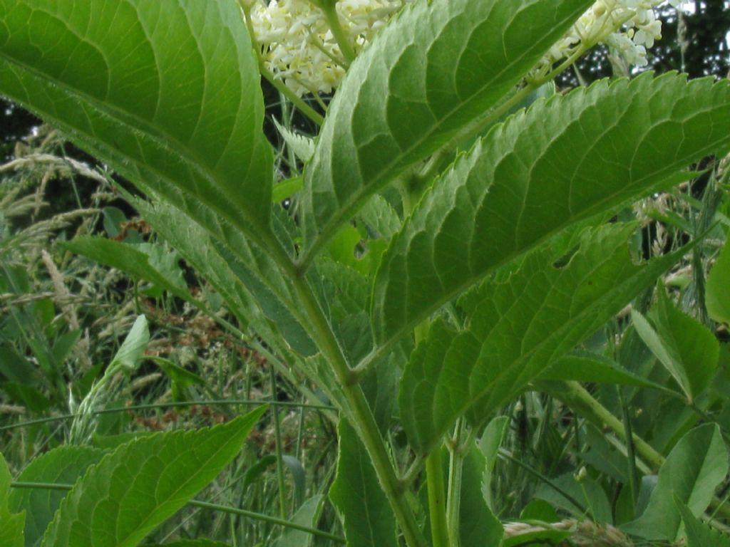 Sambucus nigra (Adoxaceae)