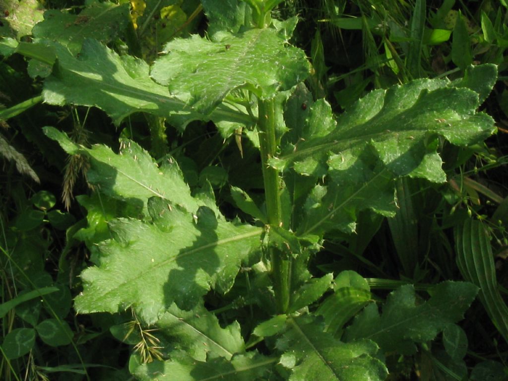 Cirsium arvense