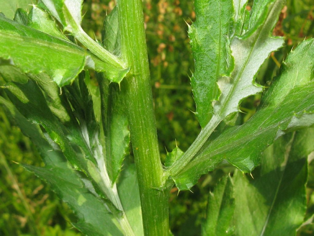 Cirsium arvense