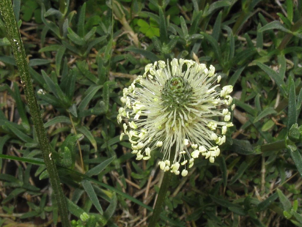 Plantago lanceolata