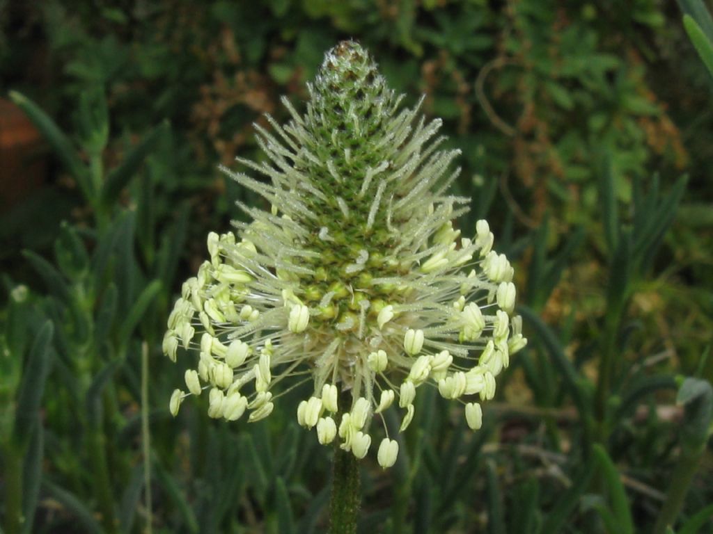 Plantago lanceolata