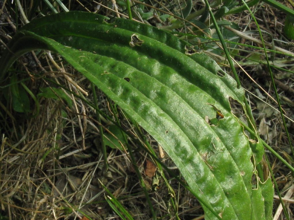 Plantago lanceolata