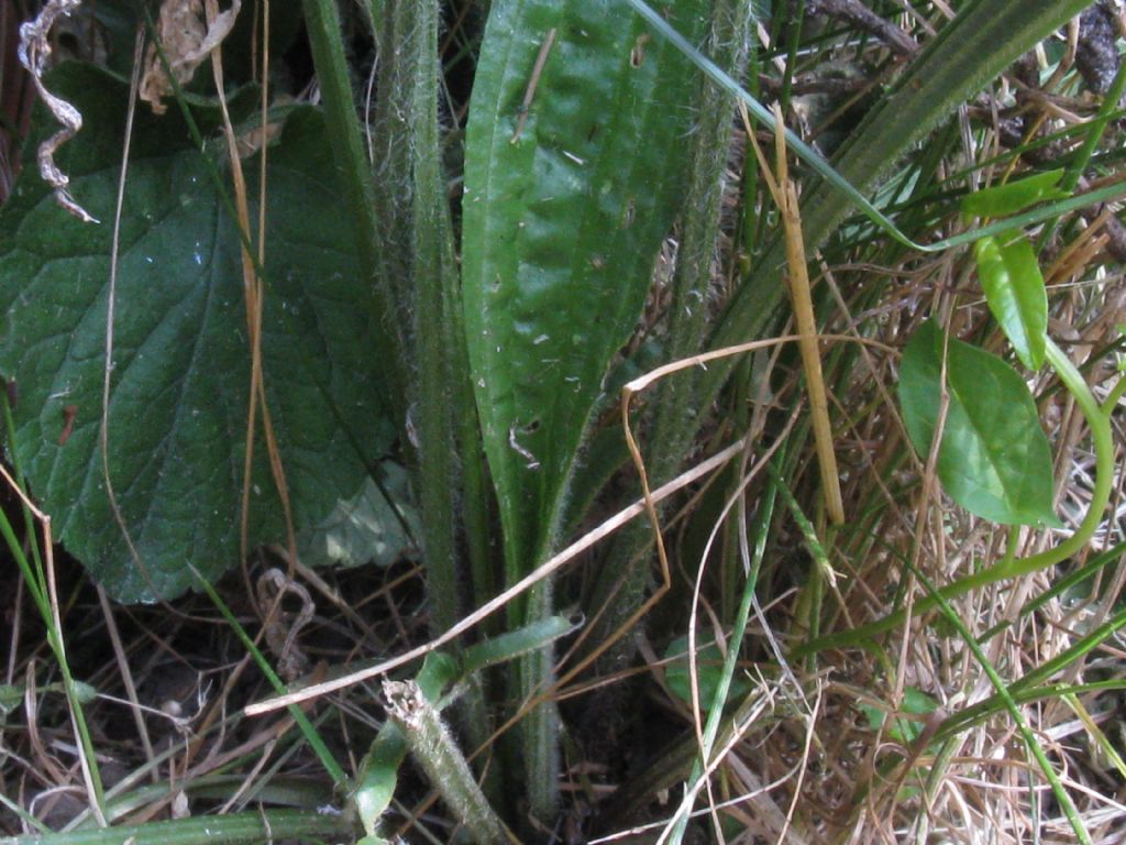 Plantago lanceolata