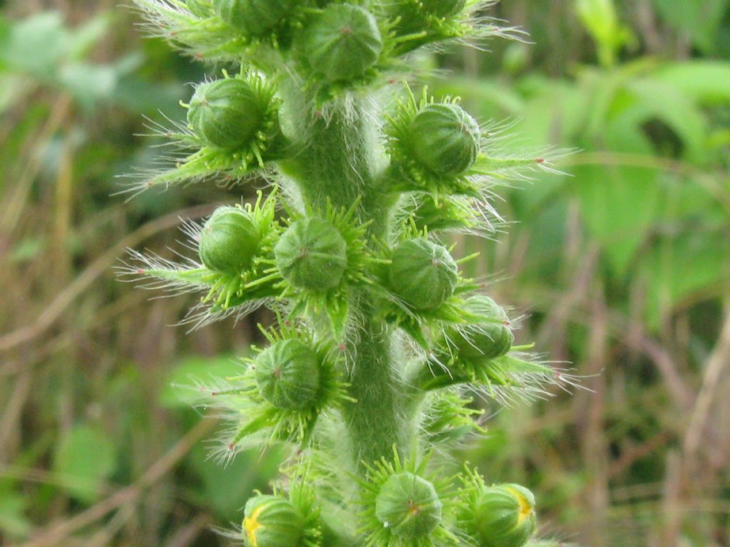 Agrimonia eupatoria / Agrimonia comune