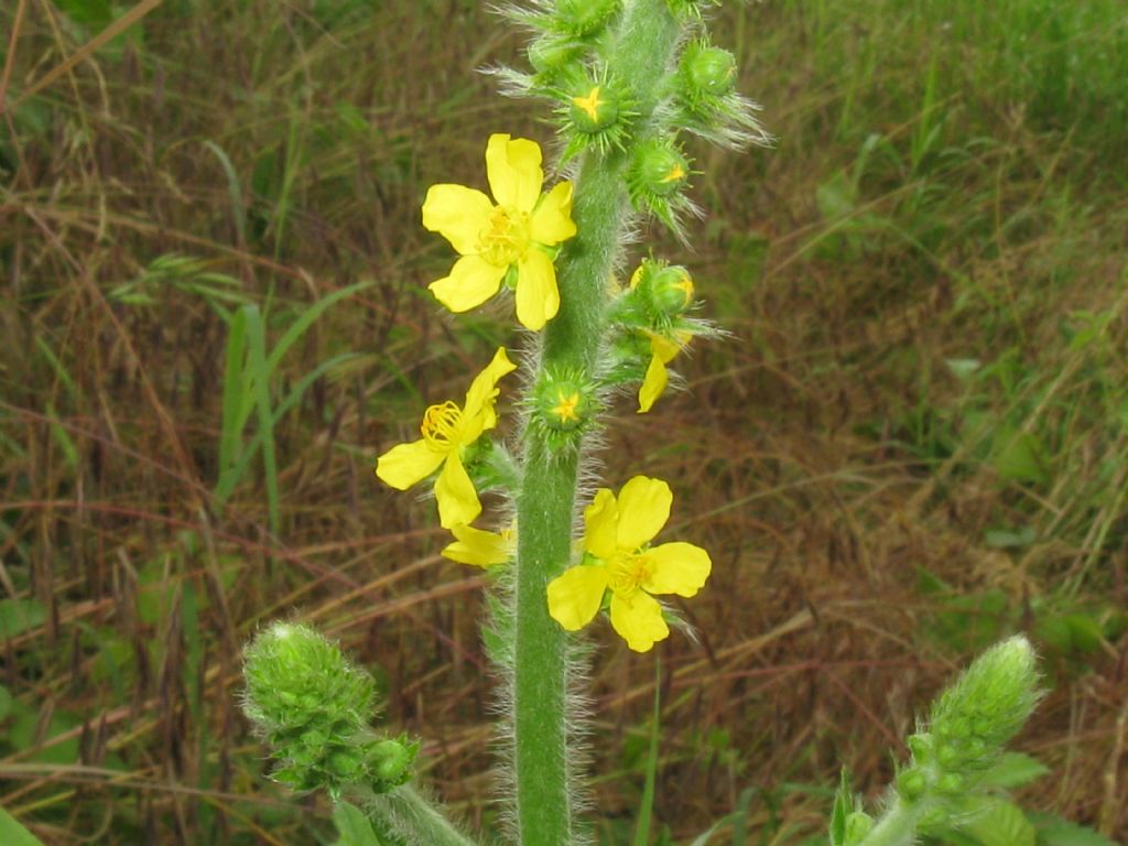 Agrimonia eupatoria / Agrimonia comune