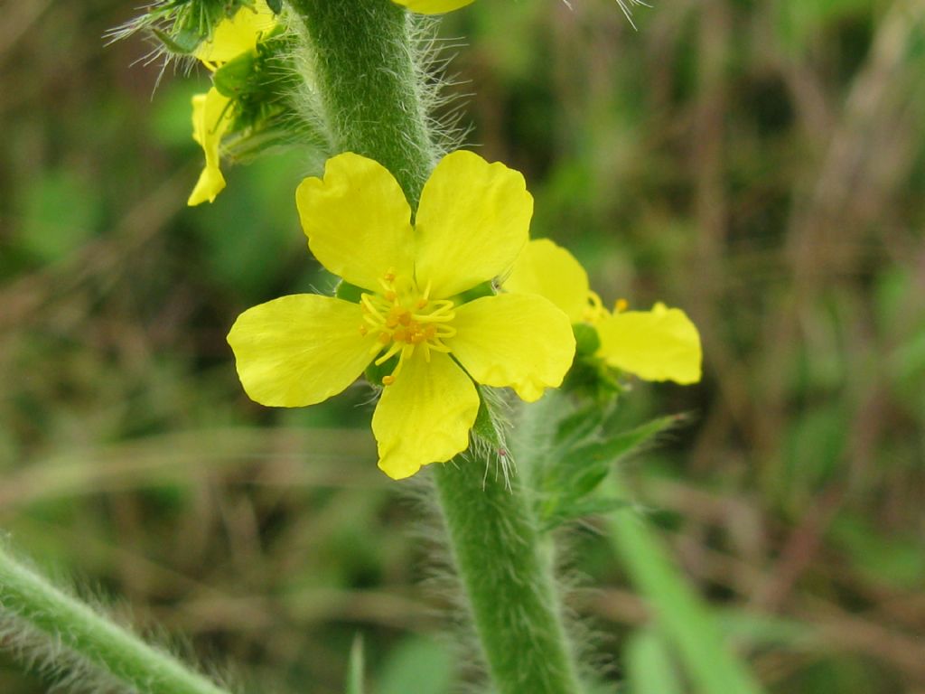 Agrimonia eupatoria / Agrimonia comune