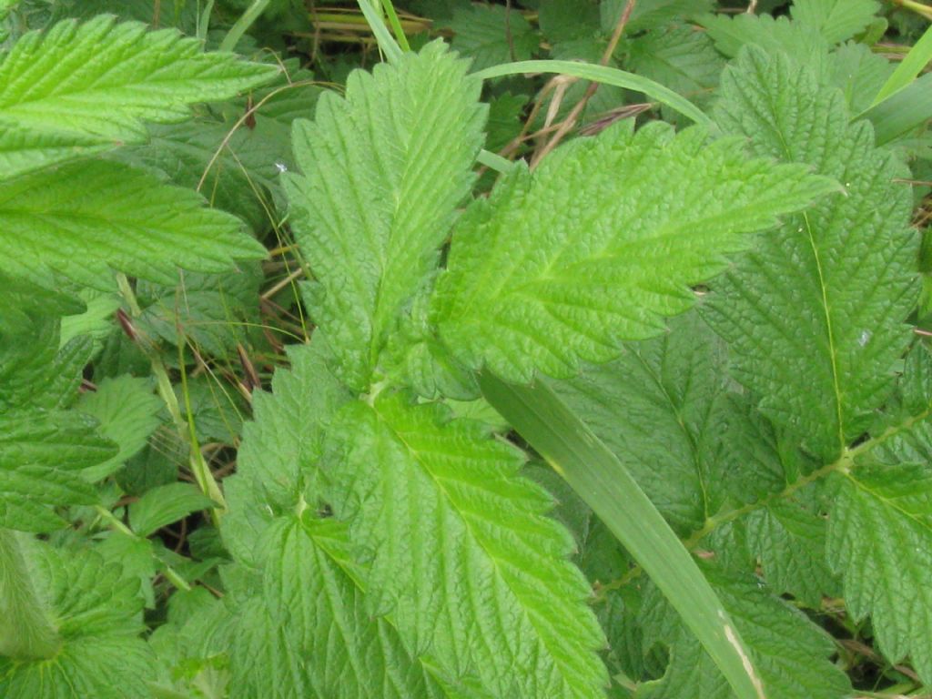 Agrimonia eupatoria / Agrimonia comune