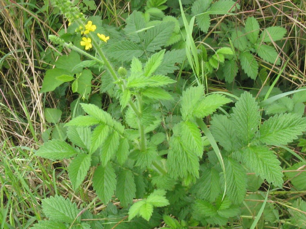 Agrimonia eupatoria / Agrimonia comune